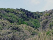 東七根海岸の崖森