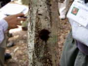 コナラの枯れ枝についた変形菌（動物的性質と植物的 性質を持つ不思議な生き物）ムラサキホコリ