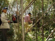 台風18号で荒れた河畔林の竹やぶ