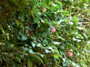 三の丸会館のオオイタビの果実