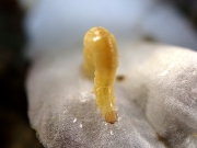 ノコメトガリキリガの幼虫