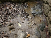 タヌキとみられる足跡と吸水中のモンキアゲハ