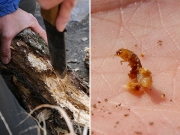 朽木で見つけたゴミムシダマシの幼虫