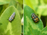 テントウムシの幼虫と蛹