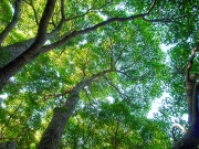 クスノキは樹冠の葉の密度が高い