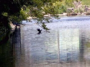 朝倉川に住む生き物を身近に観察(水温19.2℃)