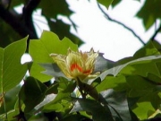 愛知県立時習館高校のユリノキの花