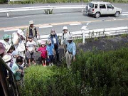 路傍に咲くネジバナの説明