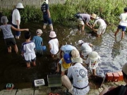 朝倉川の生き物たちを調べました