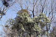 アセビの花　かなり立派な様子