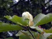 ホウノキの花