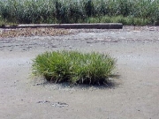 この場所でただ一つ残っていた塩性湿地植物「シバナ」