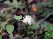 コウヤボウキの花