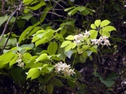 蔵王山中腹のムベの花