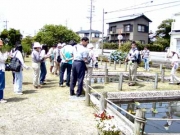 トンボ公園での水生植物の解説