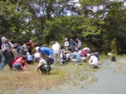 帰化植物などの雑草観察