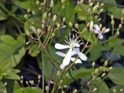 センニンソウの花(野生のクレマチス)