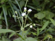 ミズダイコンの花