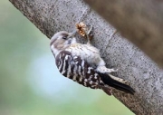 豊橋公園で見つけたコゲラ