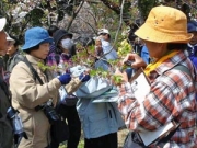 桜の葉の様子を観察