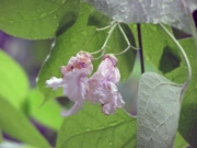 豊橋の巨木・名木のアメリカキササゲの花