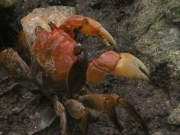 金色島のベンケイガニ