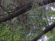 豊橋公園のクロマツに寄生したマツグミ