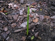お堀で見つけたヒガンバナの芽だし