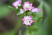 ミゾソバの花