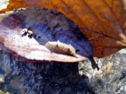 ゴマダラチョウの幼虫