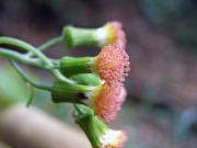 ベニバナボロギクの花