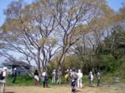 笠山登山口のシンボル　エノキ