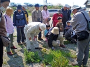 タンポポの観察