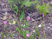 アカバナユウゲショウ(帰化植物)