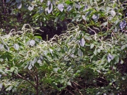 リョウブの花(在来種)