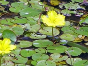 アサザの花(在来種)