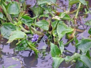 コナギ。厄介な水田雑草ですが、花は清楚。