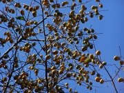 青空に映えるヤマガキ