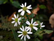 センブリの花、日陰でまだ目覚めていません