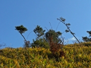 ネザサの紅葉？冬の笠山