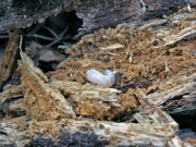 朽木の中のコクワガタの幼虫