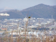 展望台近くのコナラの枝にとまったメジロ 背景の景色は赤岩緑地周辺