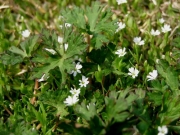 ノミノフスマ　ナデシコ科で芝生広場に沢山生息していました