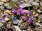 ヒメハギ　ヒメハギ科　花の色、形がハギの仲間を思わせます。