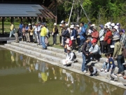 修景池でのカルガモの観察