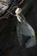 タナベタベサナエ、羽化途中で翅に損傷