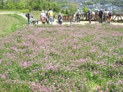 レンゲ畑のようす