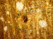 カラスザンショウの大木の幹の鋭いトゲ