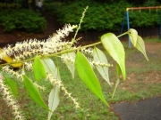 ツブラジイの雄花と雌花