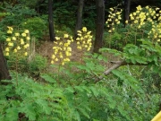 ジャケツイバラの花